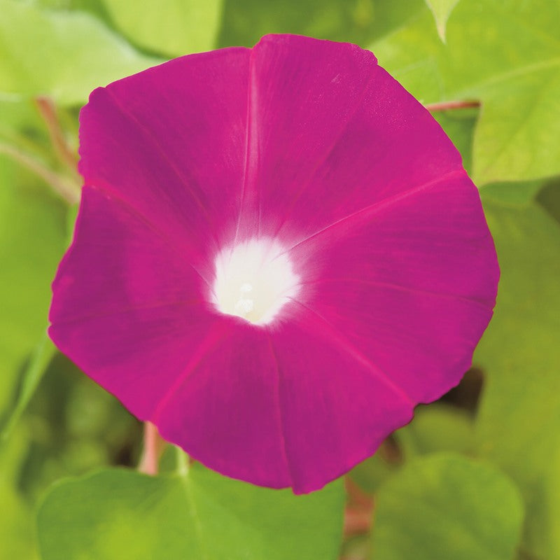 Morning Glory Party Dress Seeds