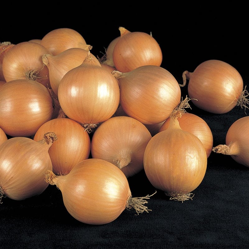 dt-brown VEGETABLE SEEDS Onion Fasto F1 Seeds