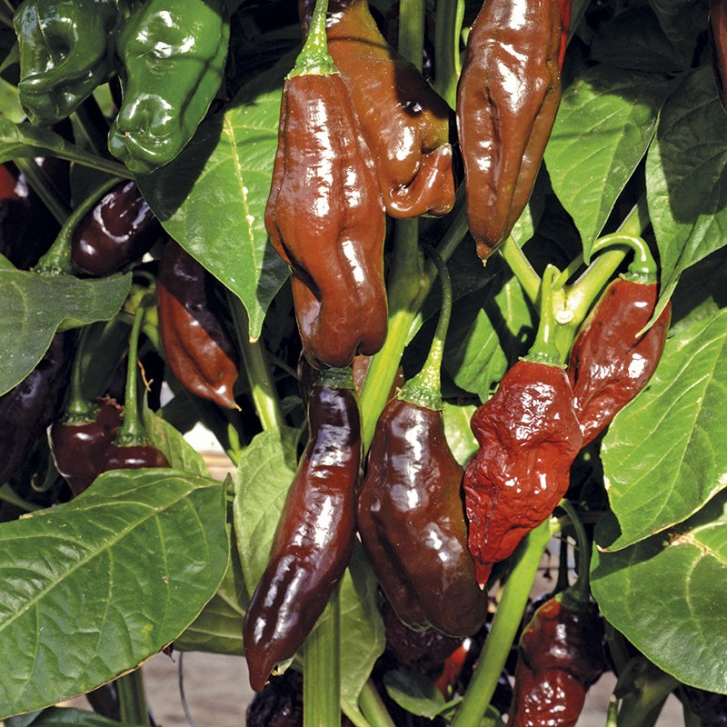 Chilli Pepper Machu Picchu Seeds