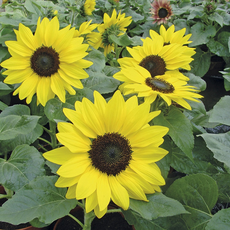 Sunflower Suntastic F1 Seeds