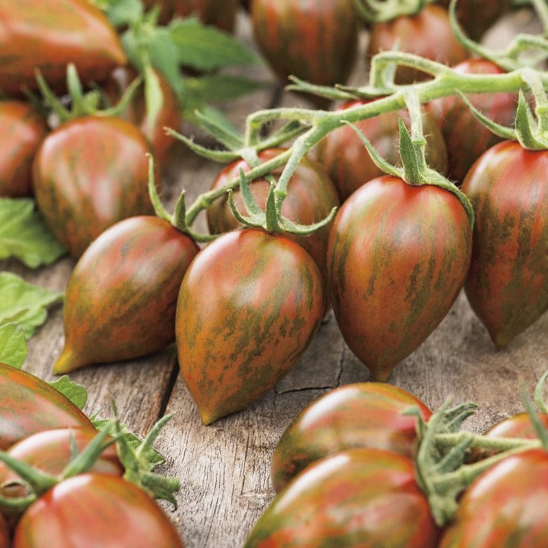 dt-brown VEGETABLE SEEDS Tomato Shimmer F1 Seeds