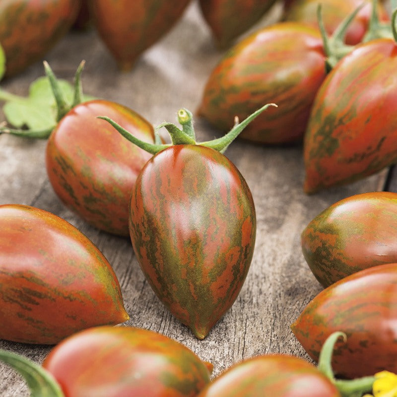 Tomato Shimmer F1 Seeds