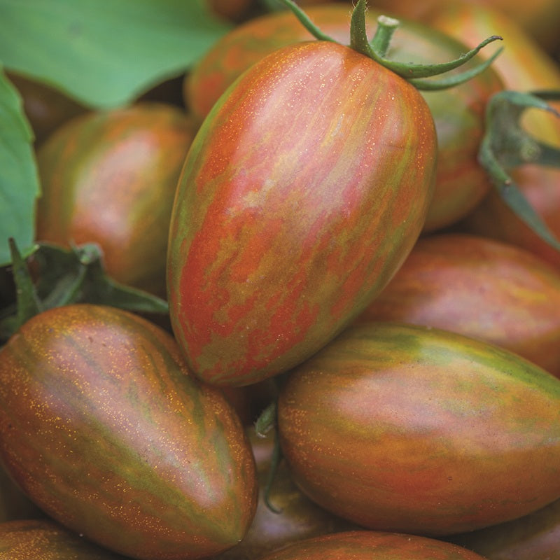 Tomato Shimmer F1 Seeds
