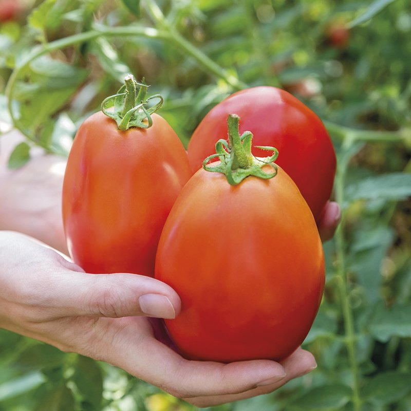 Tomato Super Mama F1 Seeds