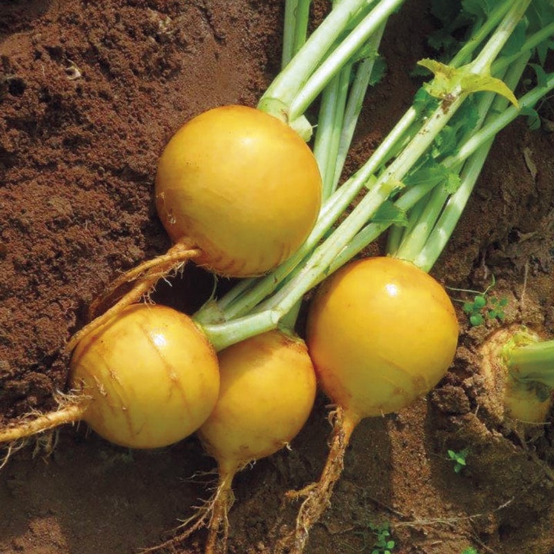 dt-brown VEGETABLE SEEDS Turnip Oregon F1 Seeds
