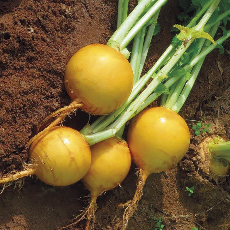 Turnip Oregon F1 Seeds