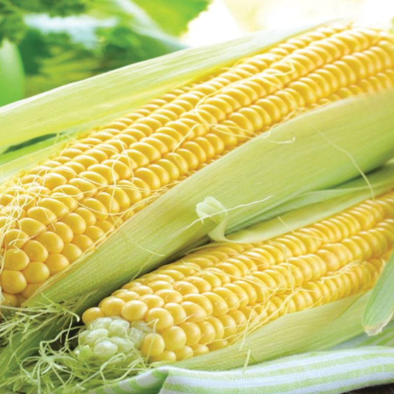 Sweet Corn Rising Sun F1 Seeds