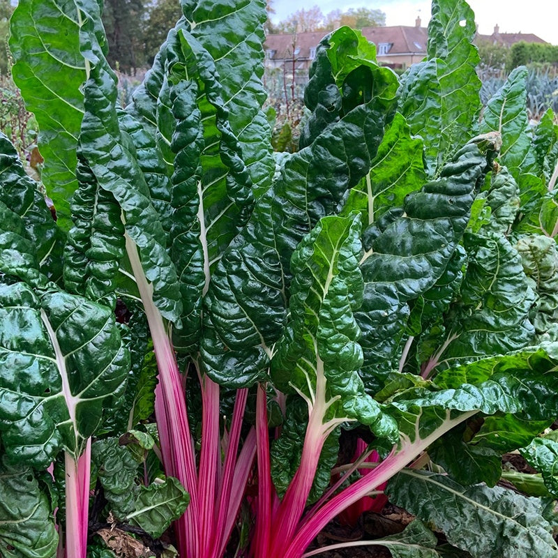 Chard Peppermint Seeds