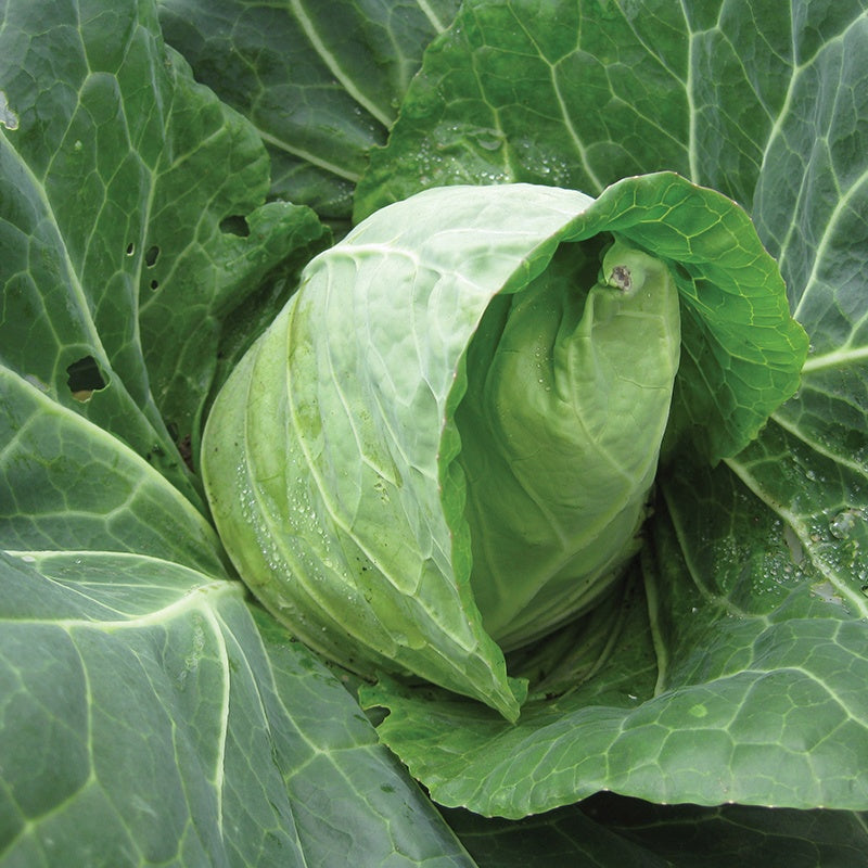 Cabbage Duncan F1 Seeds