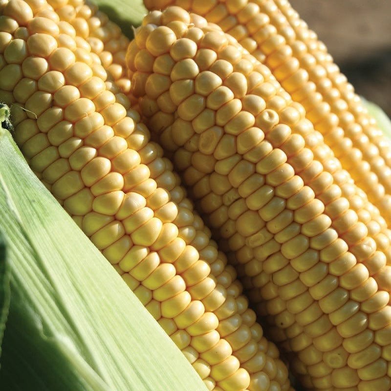 dt-brown VEGETABLE SEEDS Sweetcorn Earlibird F1