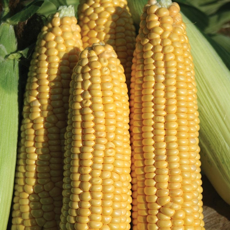 dt-brown VEGETABLE SEEDS Sweetcorn Earlibird F1