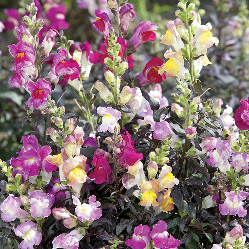 Antirrhinum Twilight Mix Seeds