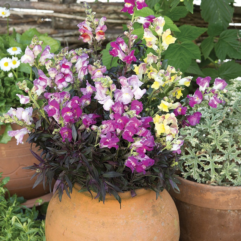 Antirrhinum Twilight Mix Seeds