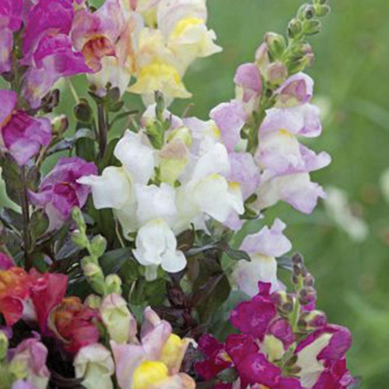 dt-brown FLOWER SEEDS Antirrhinum Twilight Mix