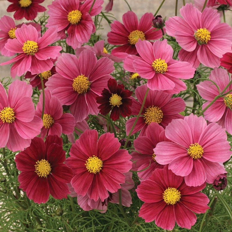dt-brown FLOWER SEEDS Cosmos Antiquity