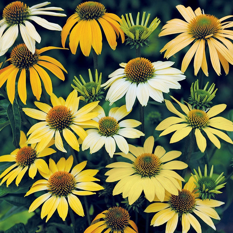 Echinacea Mellow Yellows Seeds