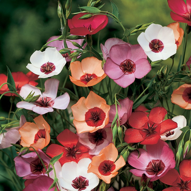 Linum Charmer Extra Mixture Seeds