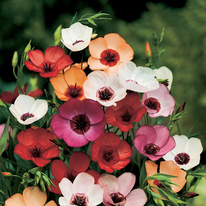 Linum Charmer Extra Mixture Seeds