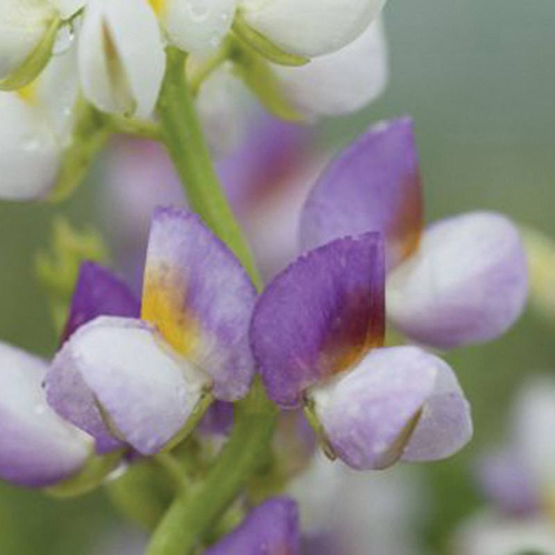 Lupin Lilac Javelin Flower Seeds