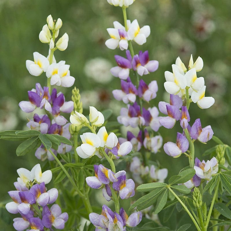 dt-brown FLOWER SEEDS Lupin Lilac Javelin Flower Seeds