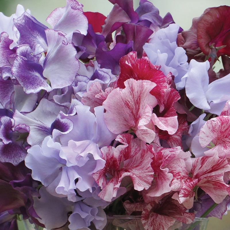 Sweet Pea Metaphor Seeds