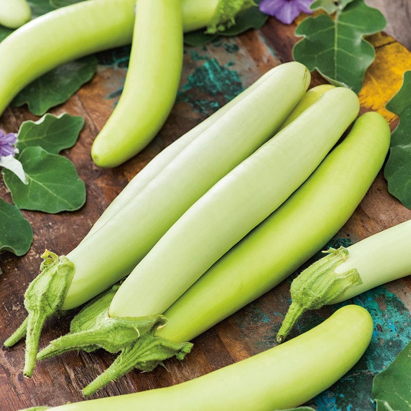 Aubergine Green Knight F1 Seeds From D.T. Brown