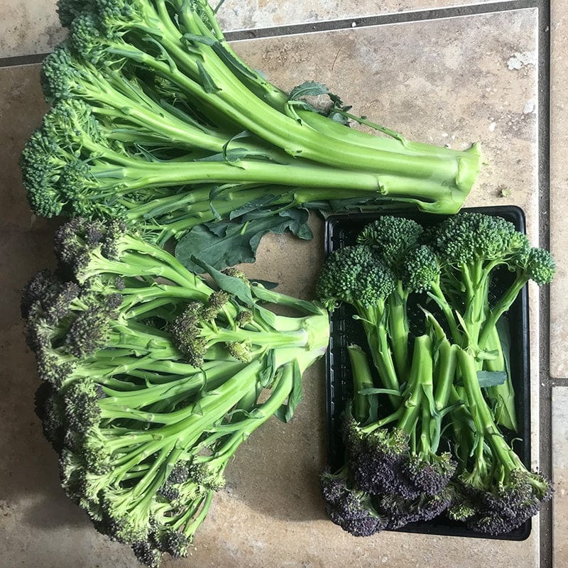 dt-brown VEGETABLE SEEDS Broccoli Purple Rain F1 Seeds