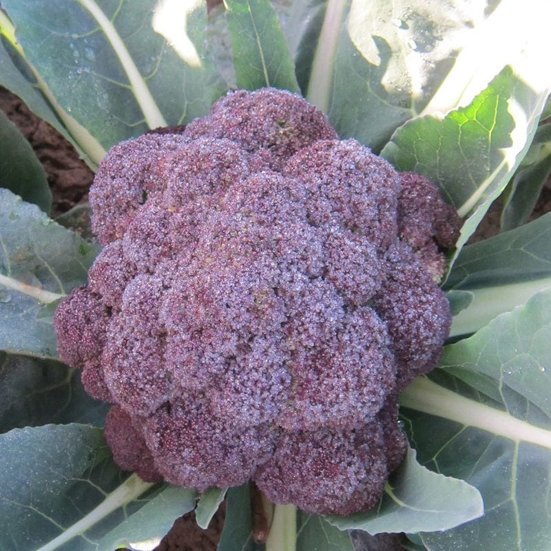 dt-brown VEGETABLE SEEDS Broccoli Purple Rain F1 Seeds