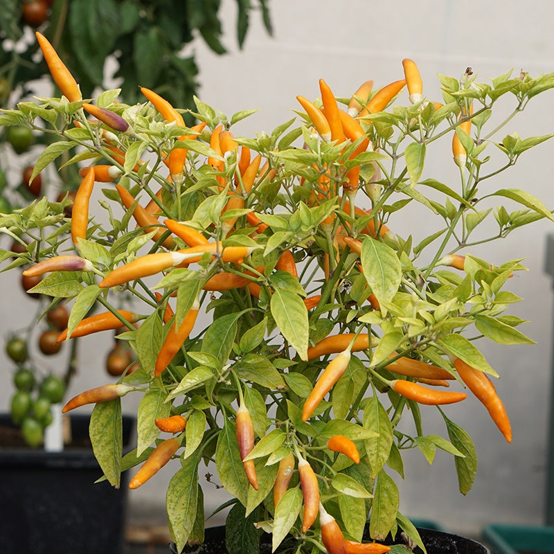 Chilli Pepper Mardi Gras Seeds