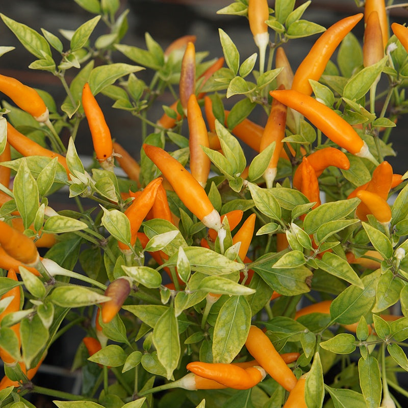 Chilli Pepper Mardi Gras Seeds