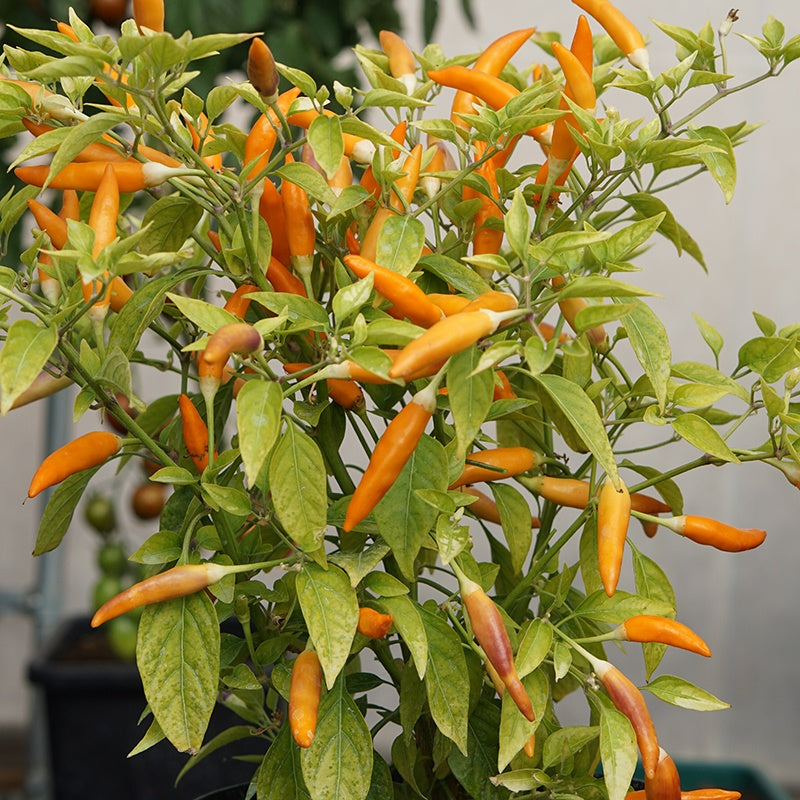 Chilli Pepper Mardi Gras Seeds