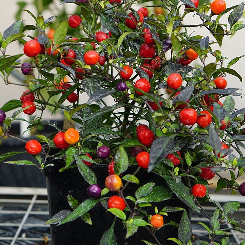 dt-brown VEGETABLE SEEDS Pepper (Chilli) Odyssey Seeds