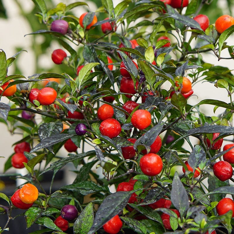 dt-brown VEGETABLE SEEDS Pepper (Chilli) Odyssey Seeds