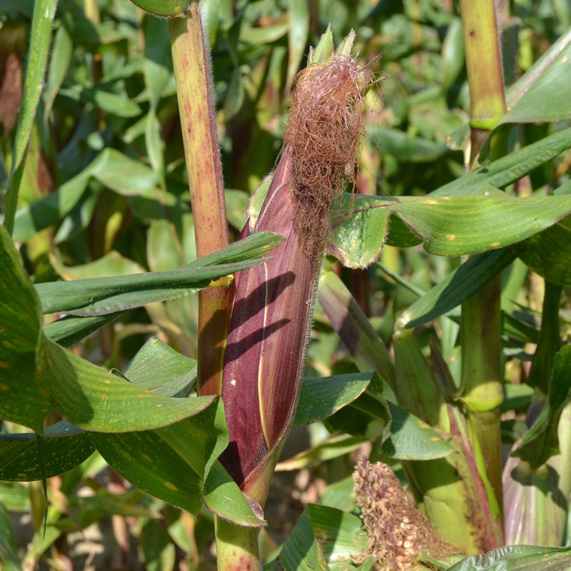 Sweetcorn Picasso F1 Seeds
