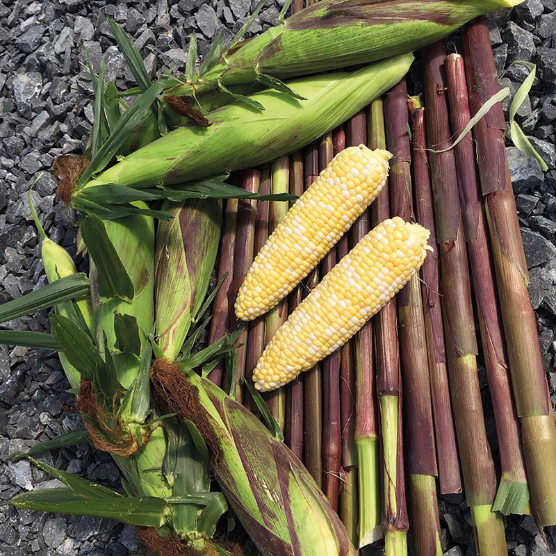 Sweetcorn Picasso F1 Seeds