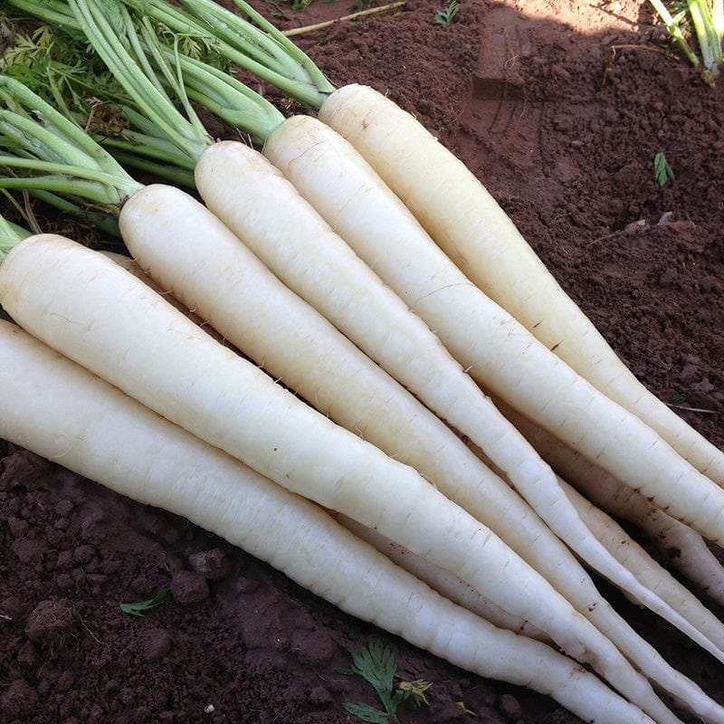 dt-brown VEGETABLE SEEDS Carrot Snowman F1 Seeds