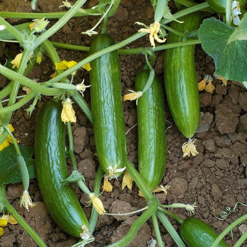 dt-brown VEGETABLE SEEDS Cucumber (Outdoor) Suprina F1 Seeds
