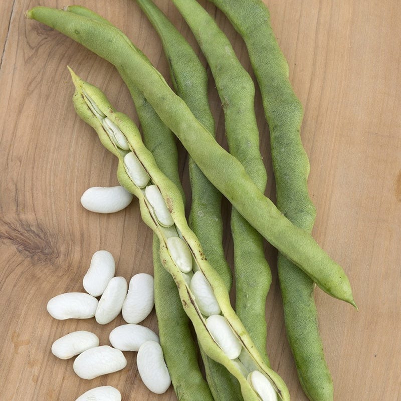 dt-brown VEGETABLE SEEDS French Bean (Climbing) Lazy Housewife Seeds