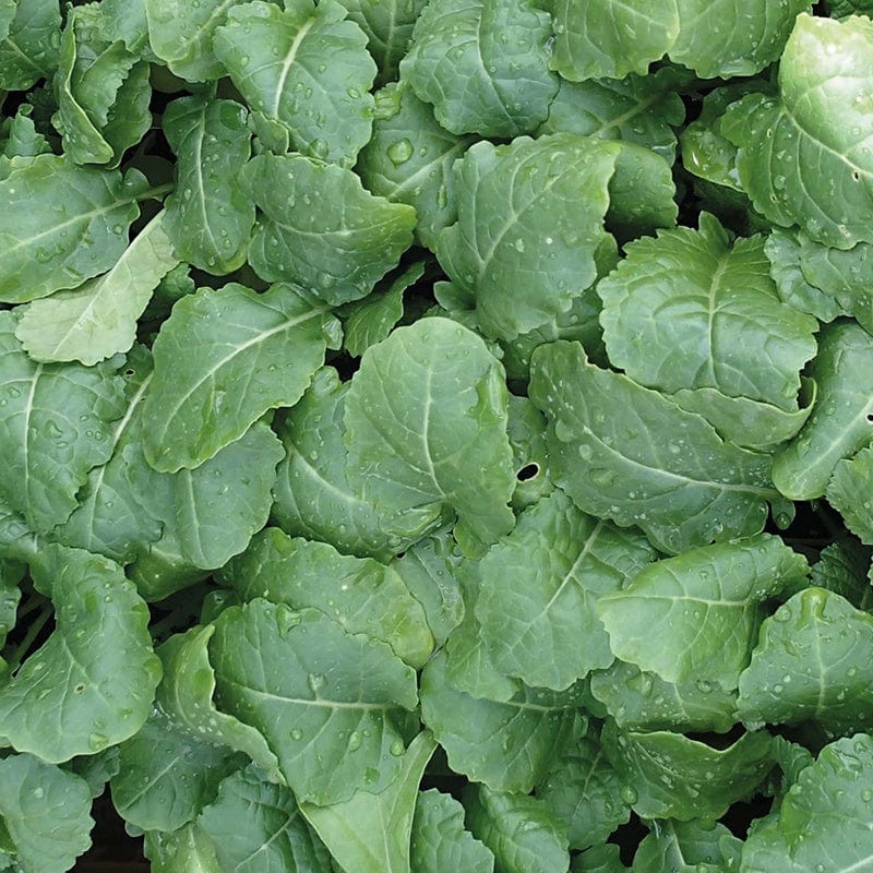 dt-brown VEGETABLE SEEDS Kale (Ethiopian) Amara Seeds