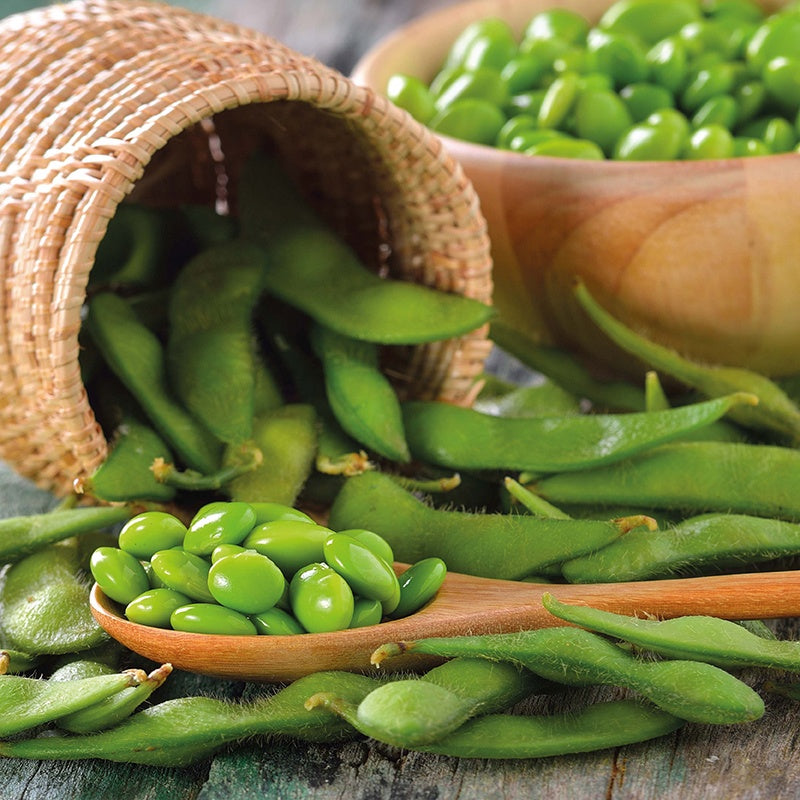 Soya Bean Fiskeby V Seeds