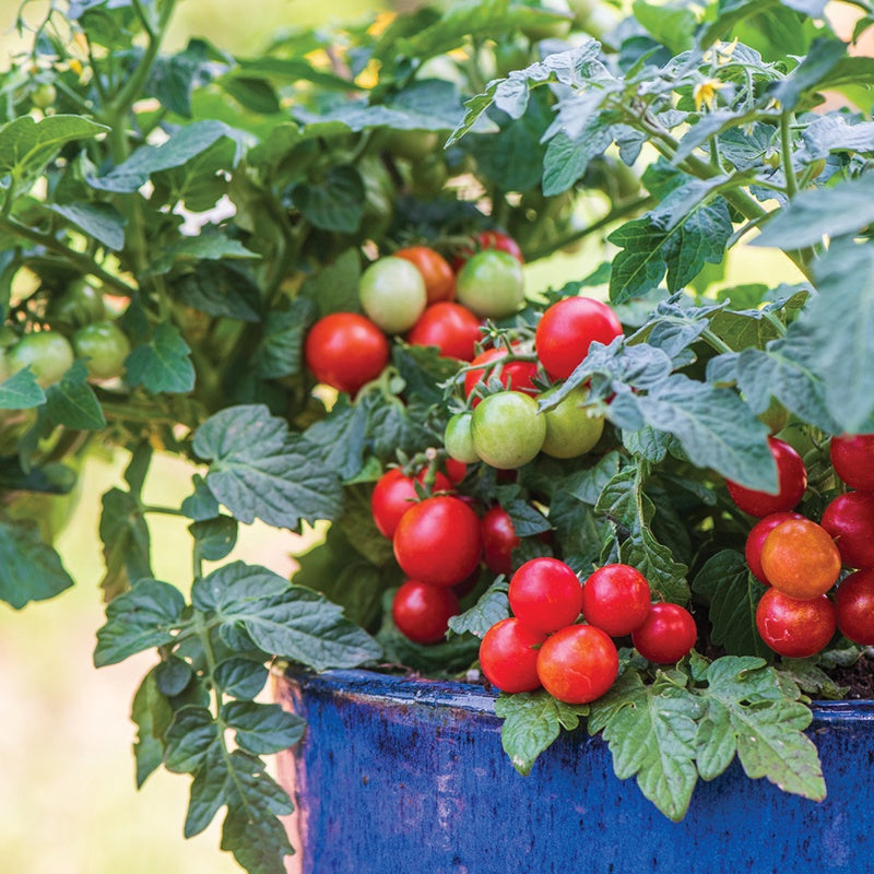 Tomato Veranda Red Seeds