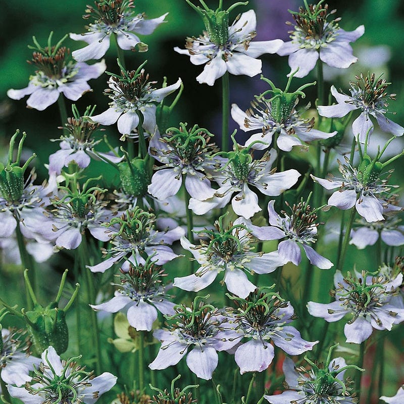 dt-brown FLOWER SEEDS Nigella Sativa (Black Caraway) Herb Seeds
