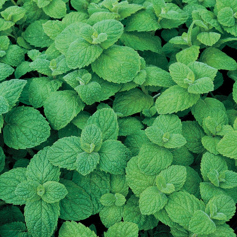 dt-brown VEGETABLE SEEDS Mint Applemint Herb Seeds
