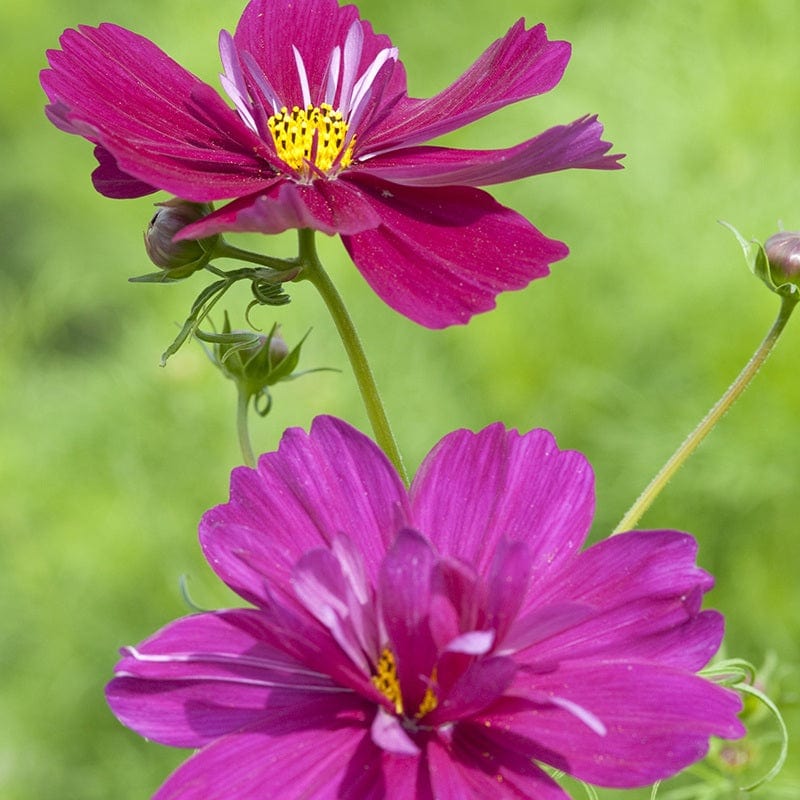dt-brown FLOWER SEEDS Cosmos Fizzy Purple Flower Seeds