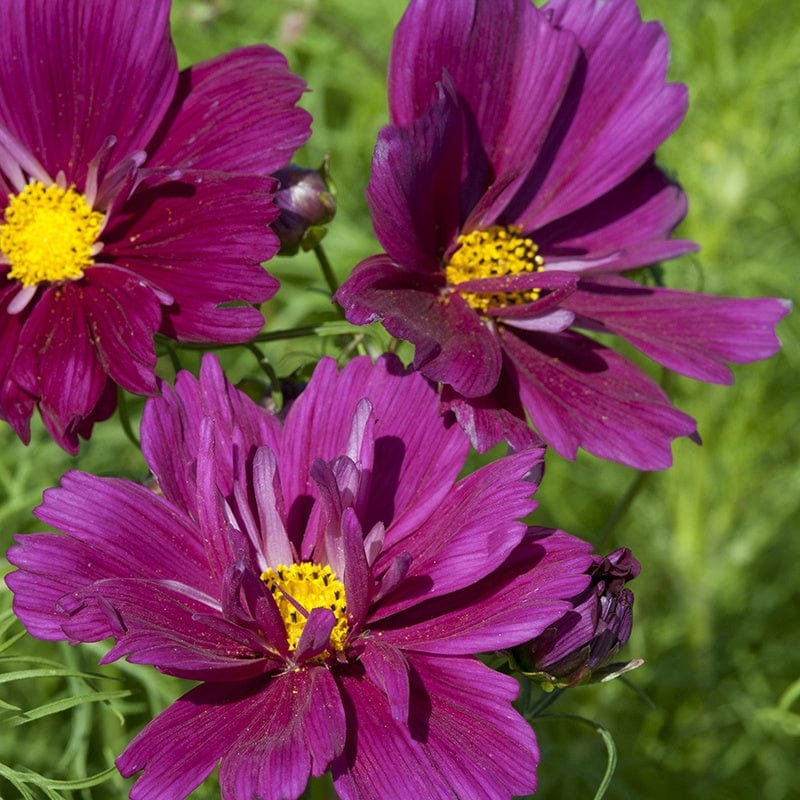 dt-brown FLOWER SEEDS Cosmos Fizzy Purple Flower Seeds