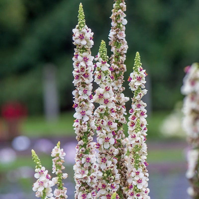 dt-brown FLOWER SEEDS Verbascum Snowy Spires Flower Seeds
