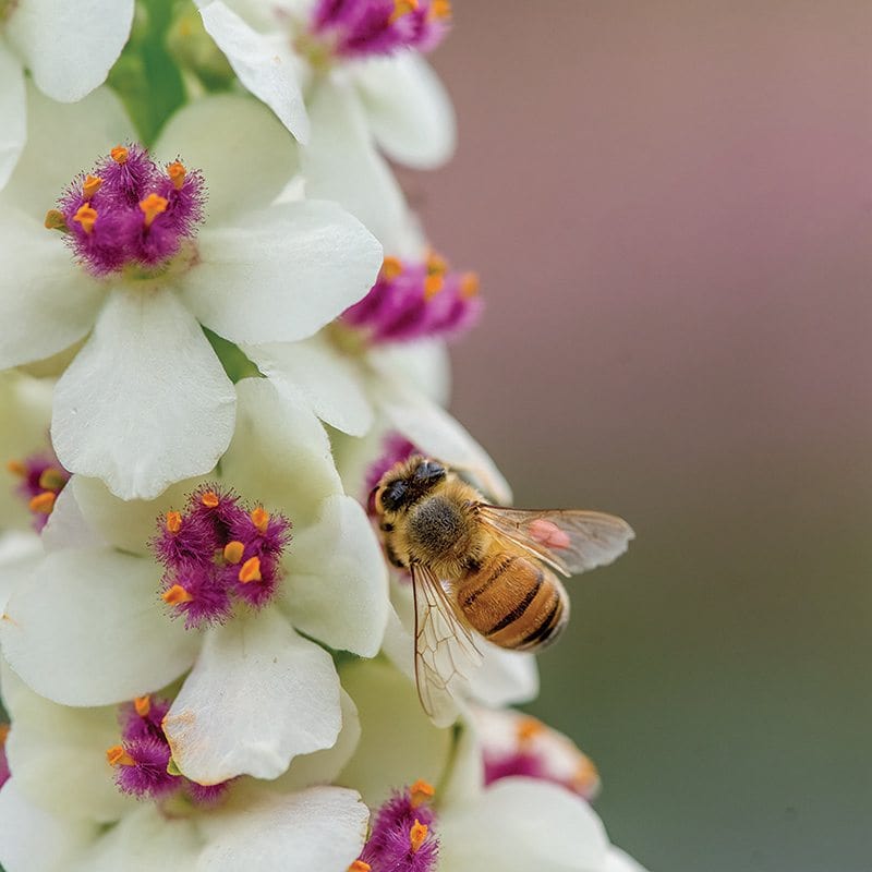 dt-brown FLOWER SEEDS Verbascum Snowy Spires Flower Seeds