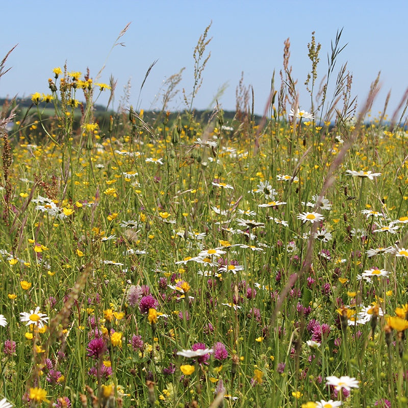 Wildflower Pollinators Mix Seeds