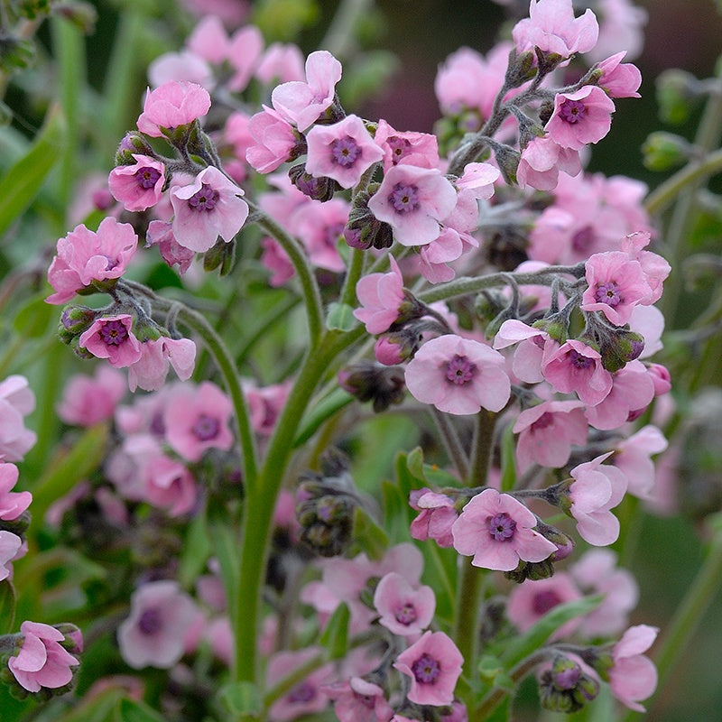 Cynoglossum Mystery Rose Seeds