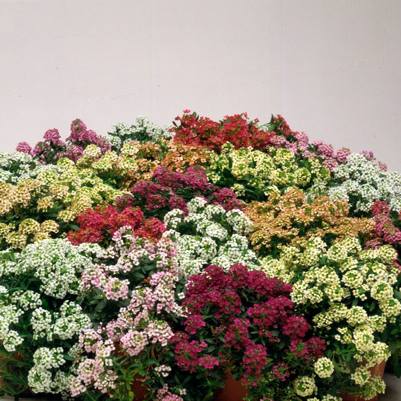 Alyssum Aphrodite Mix Seeds